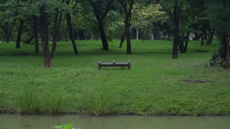 empty bench surrounded by trees