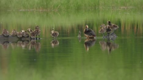 whistling duck babies - pond