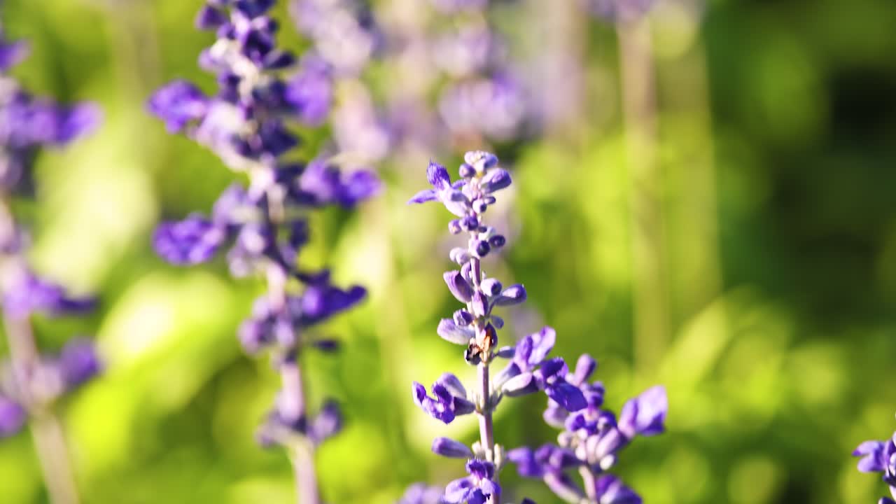 Primo piano di fiori di salvia viola