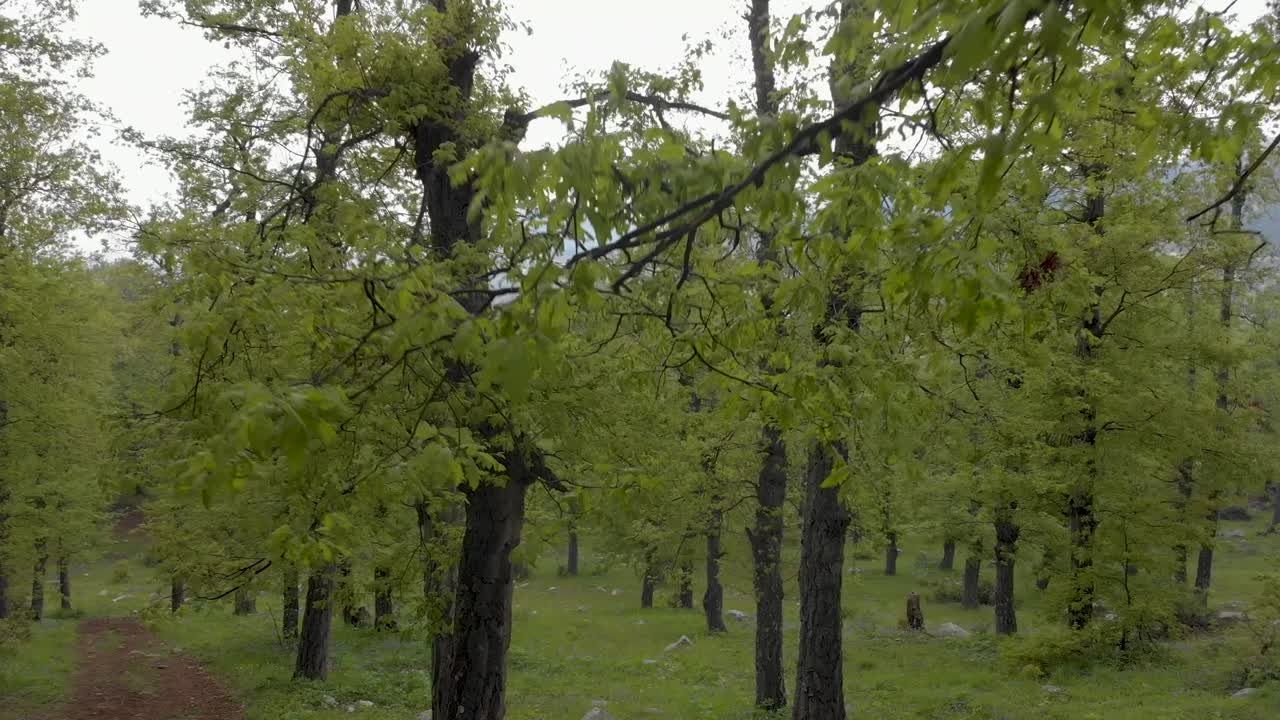 Drone footage passing through high forest trees akkar
