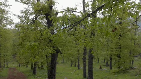 drone footage passing through high forest trees akkar