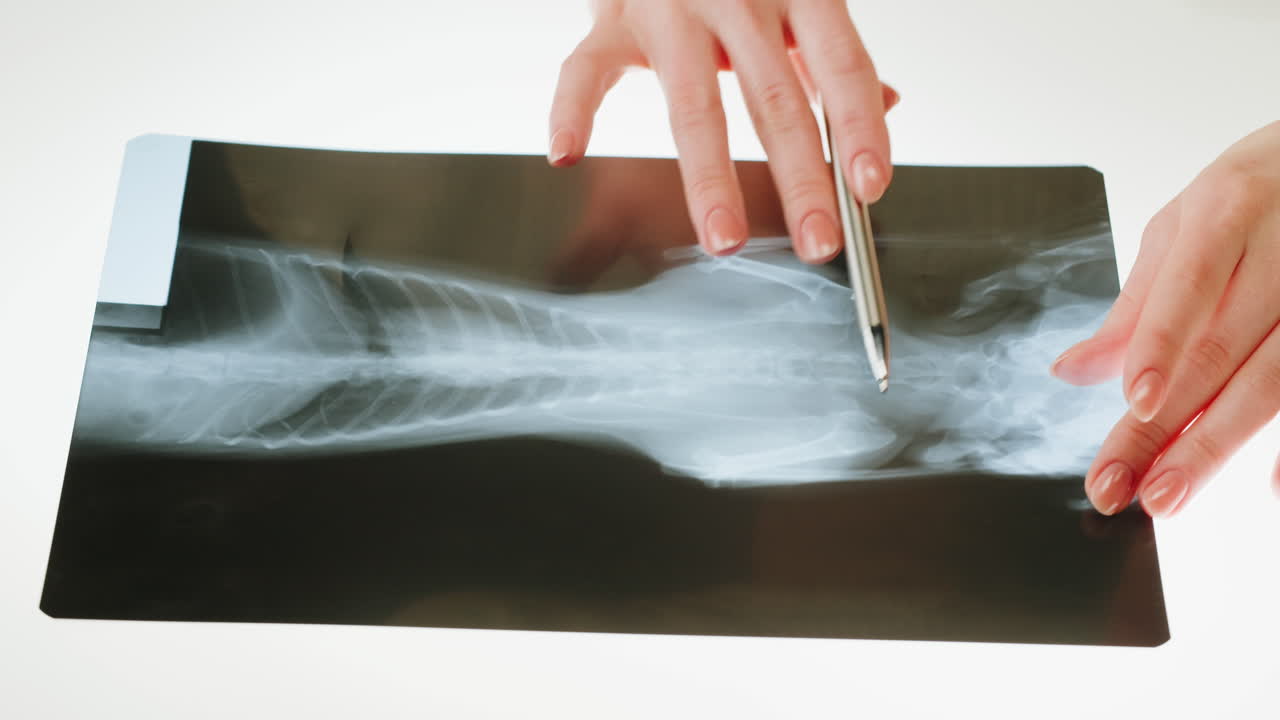 Veterinarian Examining Animal X-ray with Pen