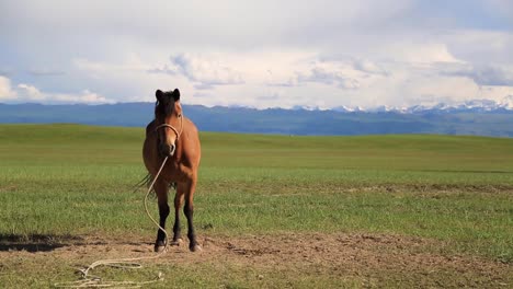 beautiful majestic brown horse standing on wide grassland with snow capped mountains in background on a sunny summer blue sky day