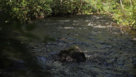 Waldbach-Mit-Einem-Riesigen-Skandinavischen-Stein-In-Der-Mitte