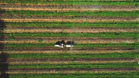 Toma-De-Arriba-Hacia-Abajo-De-Un-Tractor-Rociando-Un-Huerto-De-Frutas-En-Una-Granja-En-Hermanus,-Cabo-Occidental,-Sudáfrica