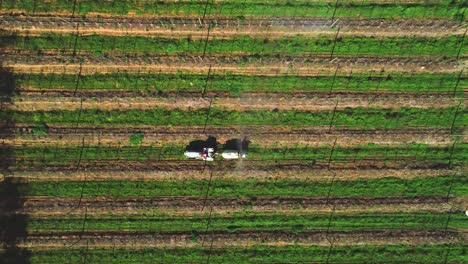 toma de arriba hacia abajo de un tractor rociando un huerto de frutas en una granja en hermanus, cabo occidental, sudáfrica