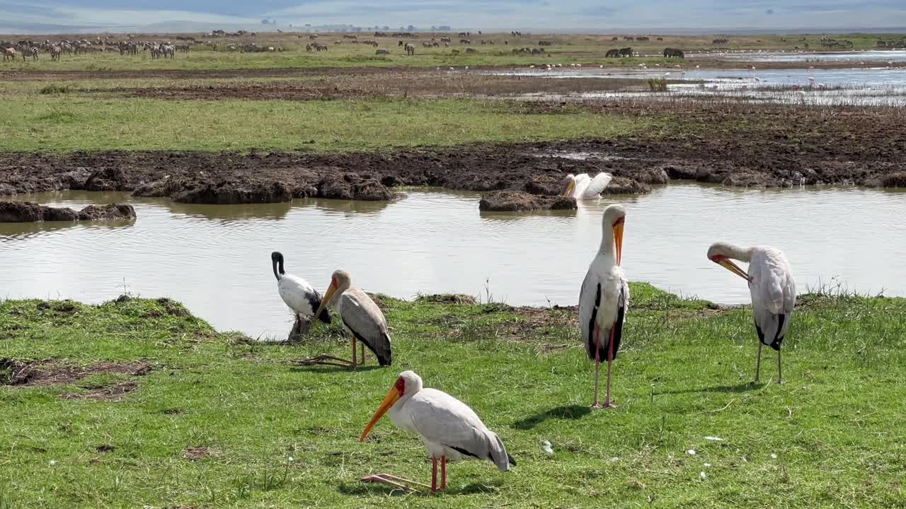 Yellow-Billed Storks on the shores of Lake Magadi in Ngorongoro Crater, Tanzania.