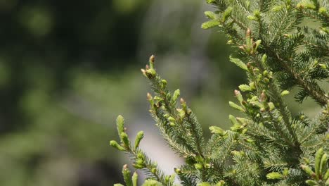 nature copy space: fresh growth of spruce needles in conifer forest