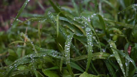 Tau-Auf-Dem-Gras,-Nahaufnahme-Der-Pfanne