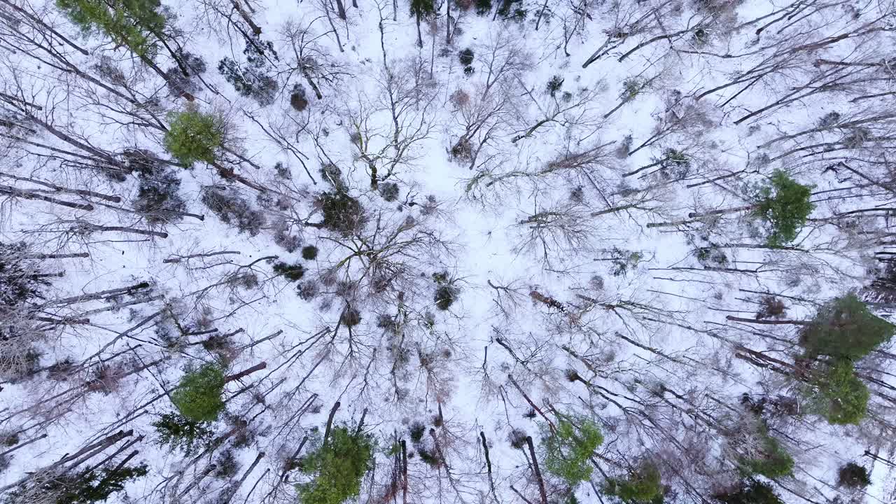 Winter landscape seen from above, showing snow-covered trees, open forest floor