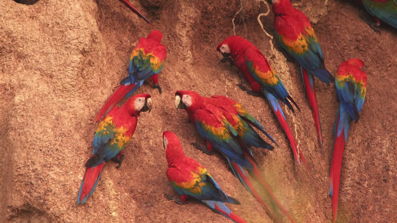 un primer plano de guacamayos escarlata empujándose en la arcilla de chuncho, colores vibrantes brillando mientras comen arcilla rica en nutrientes