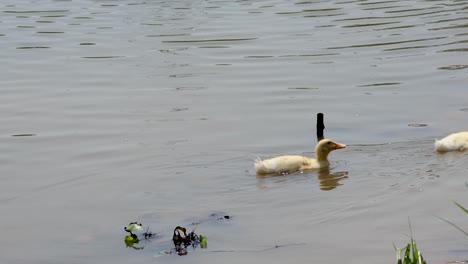 three ducks swimming in a calm canal