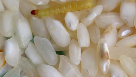 moth larva crawling on rice grains