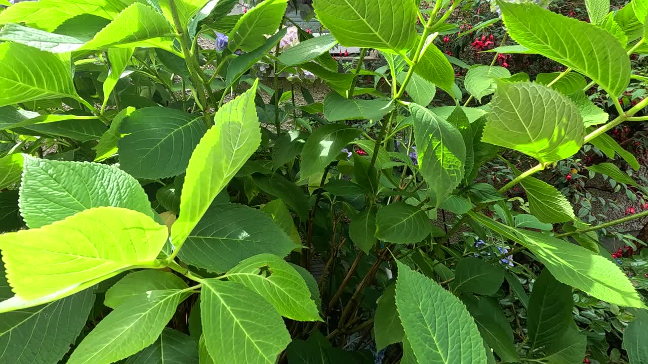 hojas verdes moviéndose suavemente en el viento