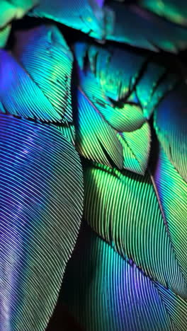 close-up of iridescent blue and green feathers
