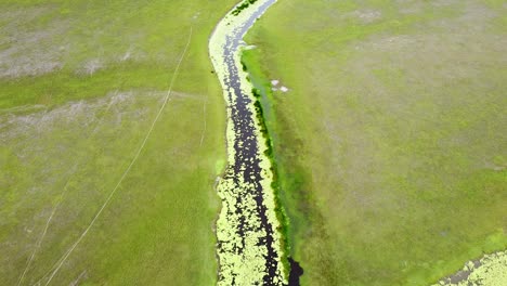 volando sobre un sinuoso río fluvial cubierto de algas y lirios en territorio de cocodrilos en un extenso paisaje abierto en un desierto remoto, vuelo aéreo de drones