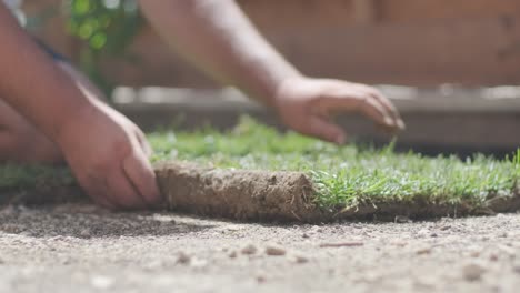 roll of new natural grass turf installed by professional gardener. landscaping industry.