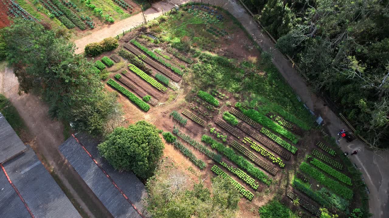 브라질 시골 작물의 공중 촬영