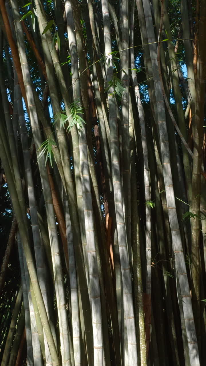 denso bosque de bambú