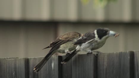 Young-Juvenile-Butcherbird-Trying-To-Eat-Food-From-Adult-Butcherbird-Wet-Raining-Australia-Gippsland-Victoria-Maffra