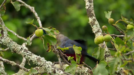 Purple-Crested-Turaco-bird-on-fig-tree-preening-feathers,-close-up