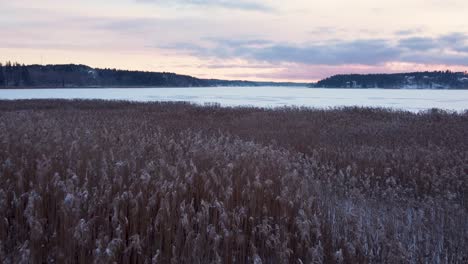 Gefrorenes-Schilf-Am-Ufer-An-Einem-Winterabend