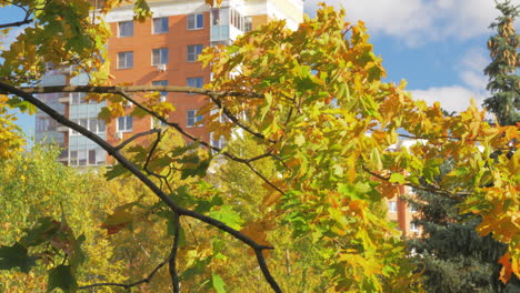 apartment house and maple tree in autumn