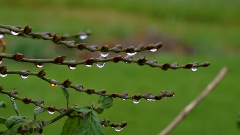 tracking shot of frozen dew drops on a tree branch, blurred background