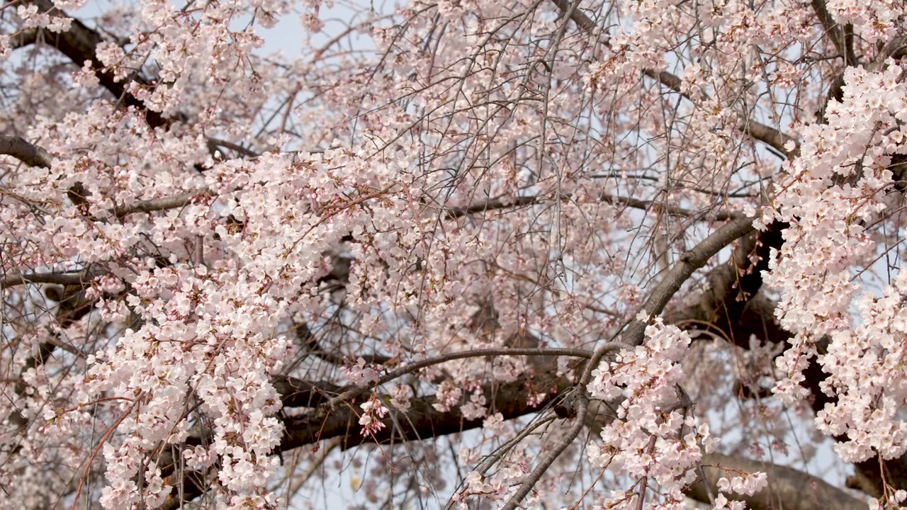 Bahar mevsiminde sarkık dallarda nazikçe sallanan pembe sakura çiçeklerinin yakın çekimi.