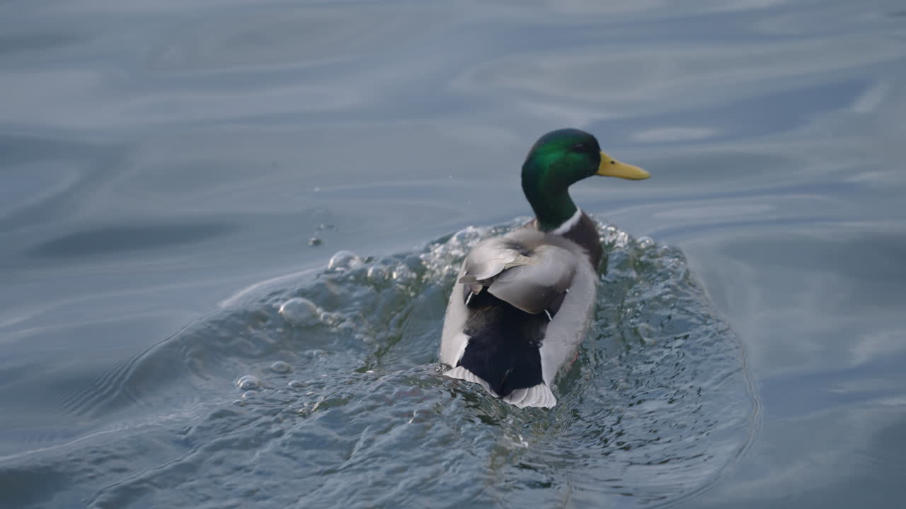 Male Mallard Duck Swimming On Pond
