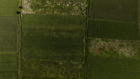 Vast-green-agricultural-farm-fields-and-asphalt-road-in-Georgia