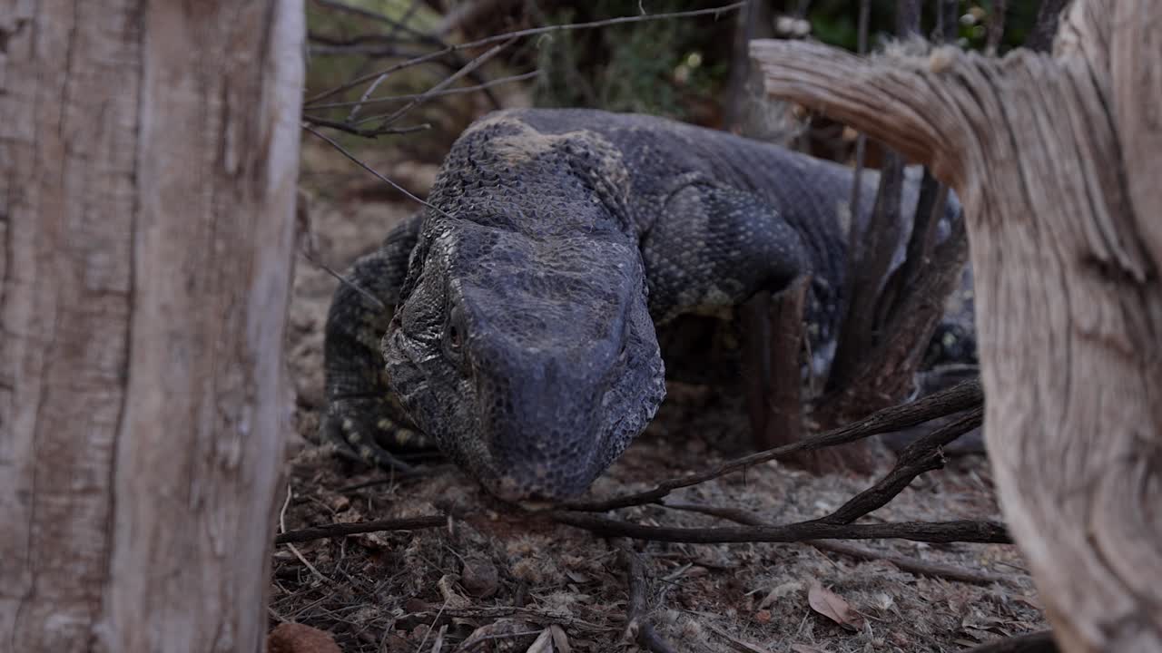 검은 목 모니터 도마은 낮은 각도를 사용하기 위해 걸어갑니다.