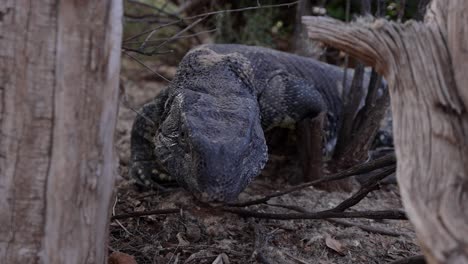 black throated monitor lizard walks towards use low angle super slomo tongue flicking