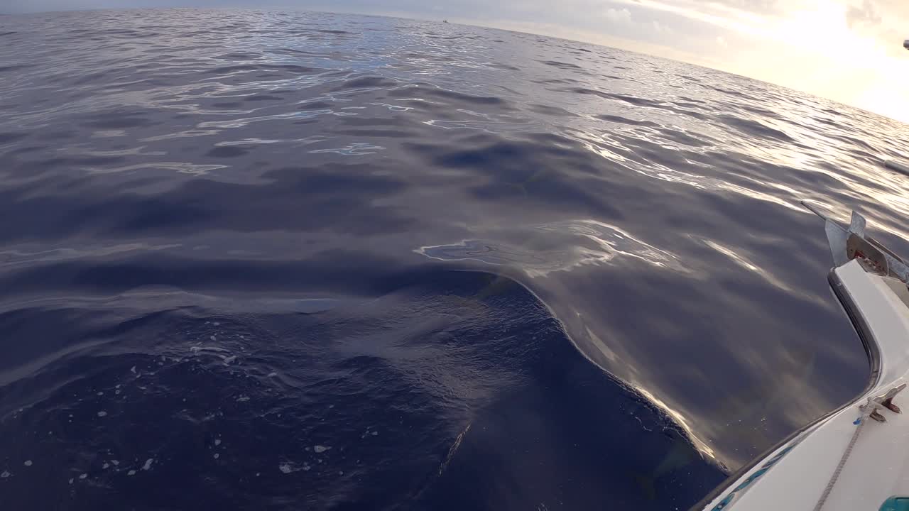Dolphin pod interacting with each other and swimming under a small charter boat on the Big Island of Hawaii. Go Pro action camera. 4K.