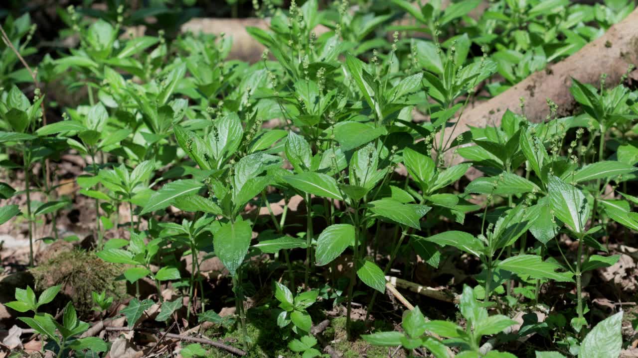 Dog's Mercury, Mercurialis perennis, growing in old woodland. Spring. UK
