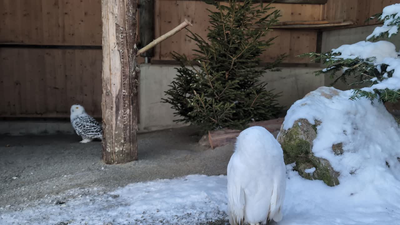 Two snow owls in winter snow background, wild birds