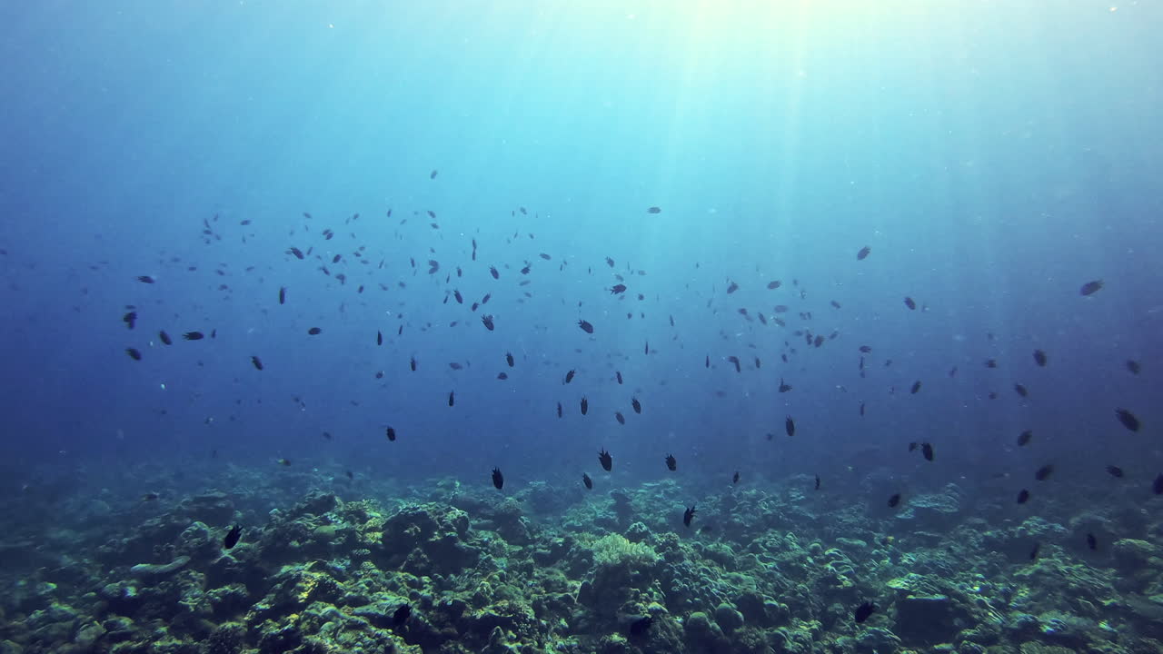 los peces han salido a saludar.