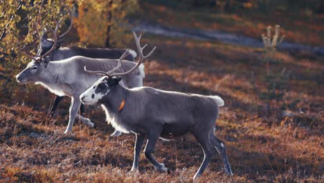 Three-young-curious-reindeer-stand-in-the-autumn-landscape,-then-turn-and-trot-away-through-the-brightly-colored-trees