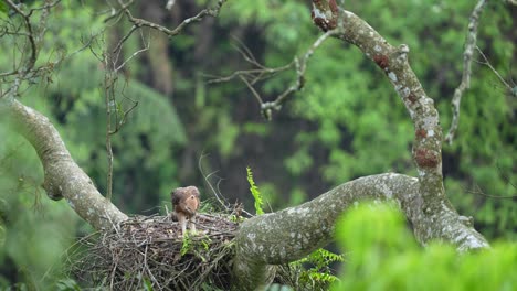 un polluelo de águila halcón javanesa que está empezando a convertirse en un adolescente está tratando de aprender a agitar sus alas