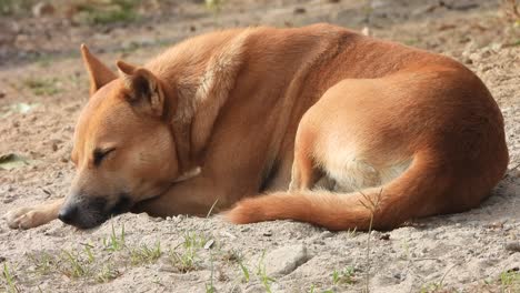 dog sleeping on sand -relaxing