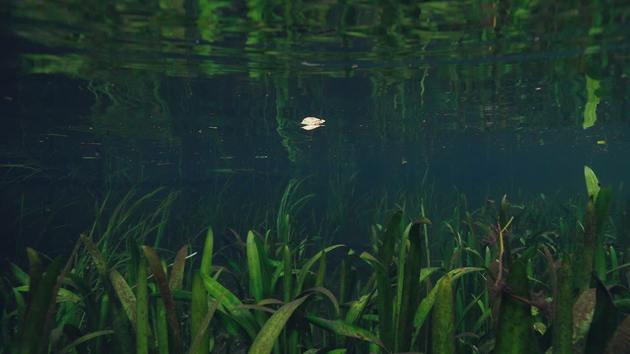 Aquatic grasses sway gently beneath the surface of a calm freshwater spring