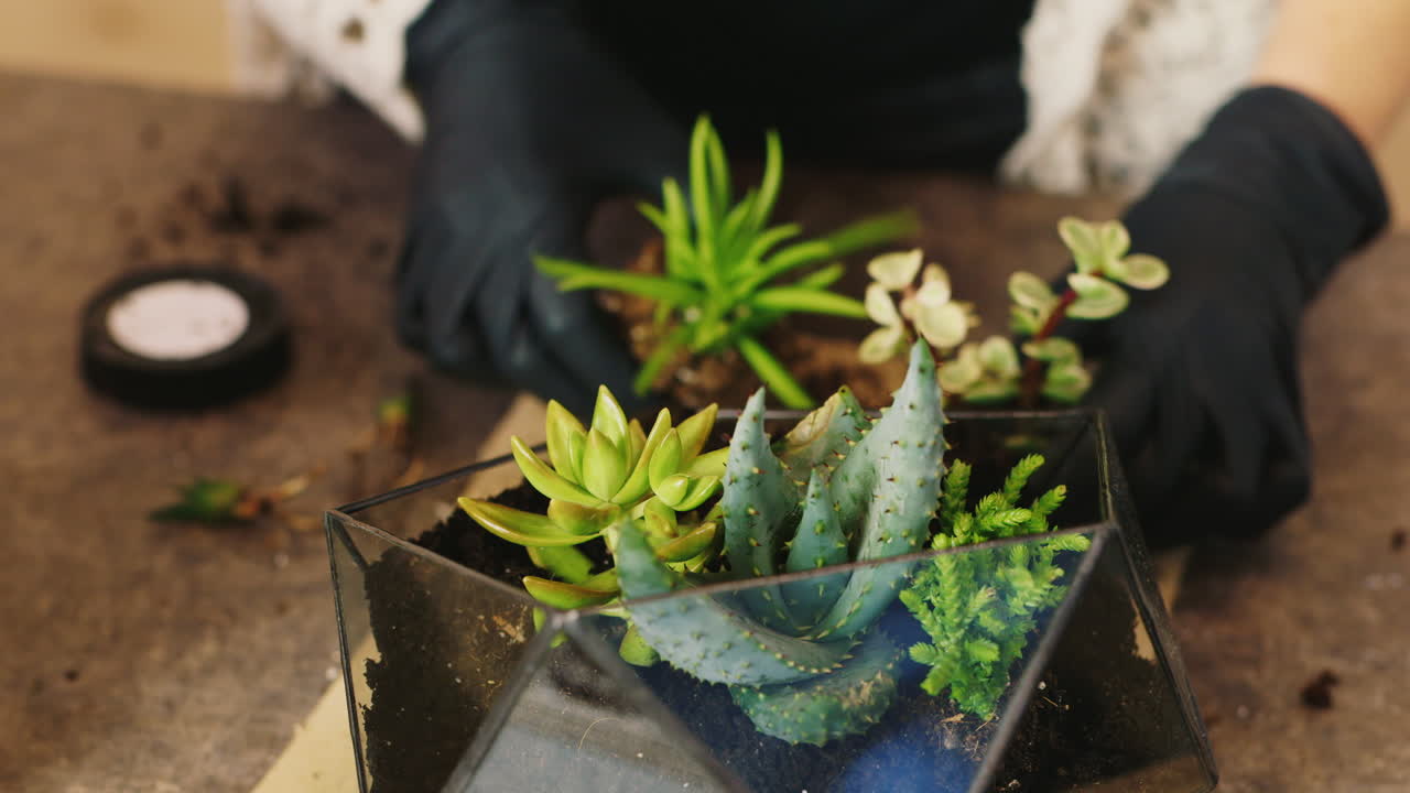 florista profesional hace florarium