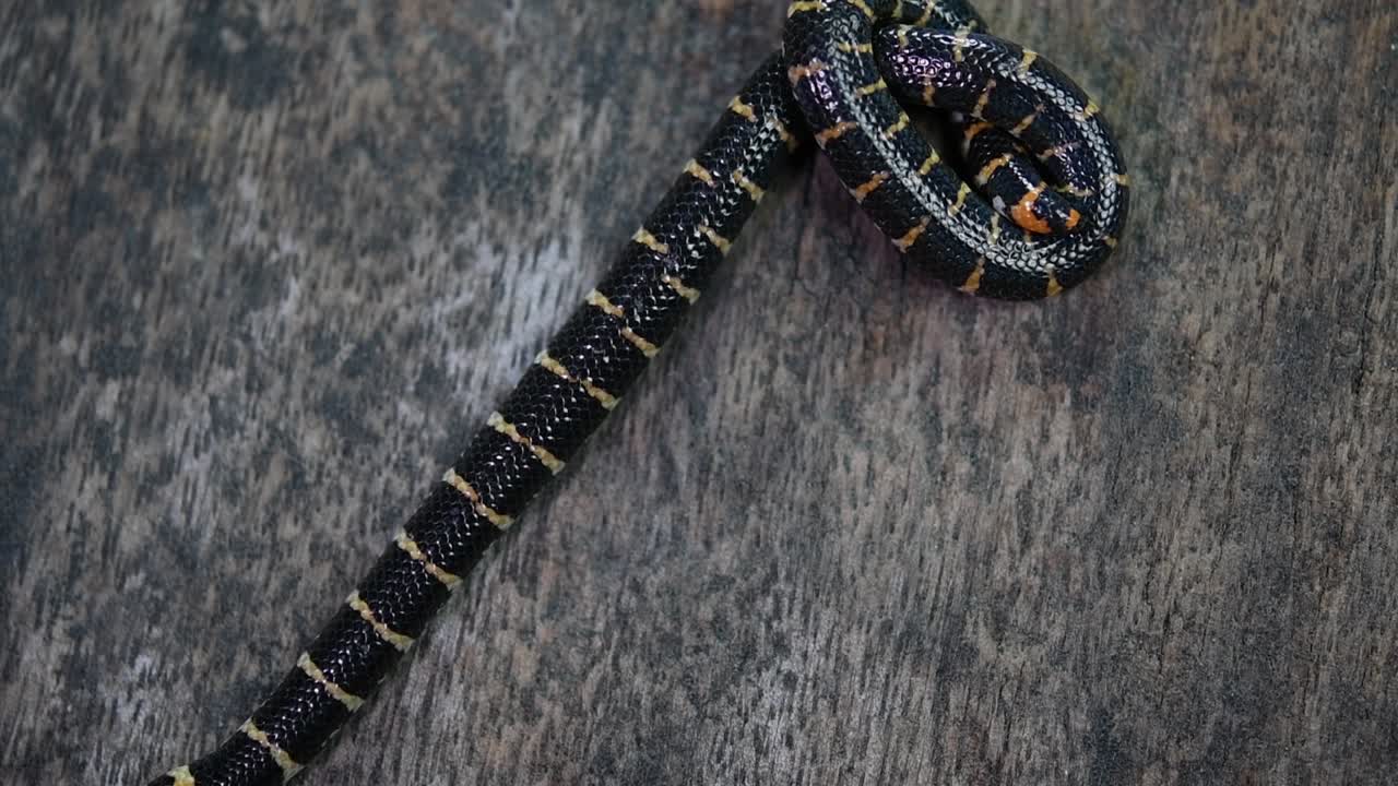 cylindrophis ruffus, red-tailed pipe snake, 나무 바닥에 쉬고 8개의 매듭이 풀려 프레임 밖으로 이동하는 모양으로 고리를 만들었습니다.