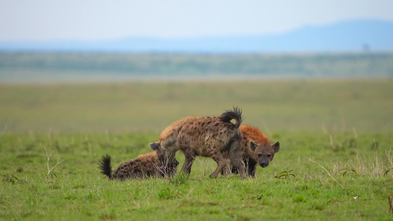 Social Behavior of Spotted Hyenas in the Wild