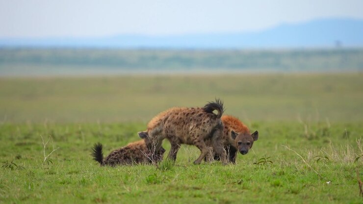 Social Behavior of Spotted Hyenas in the Wild