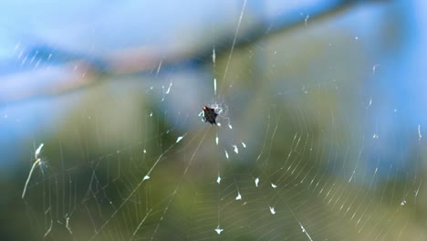 primer plano de la araña cangrejo moviéndose en la telaraña