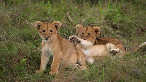 three lion clubs being very playful