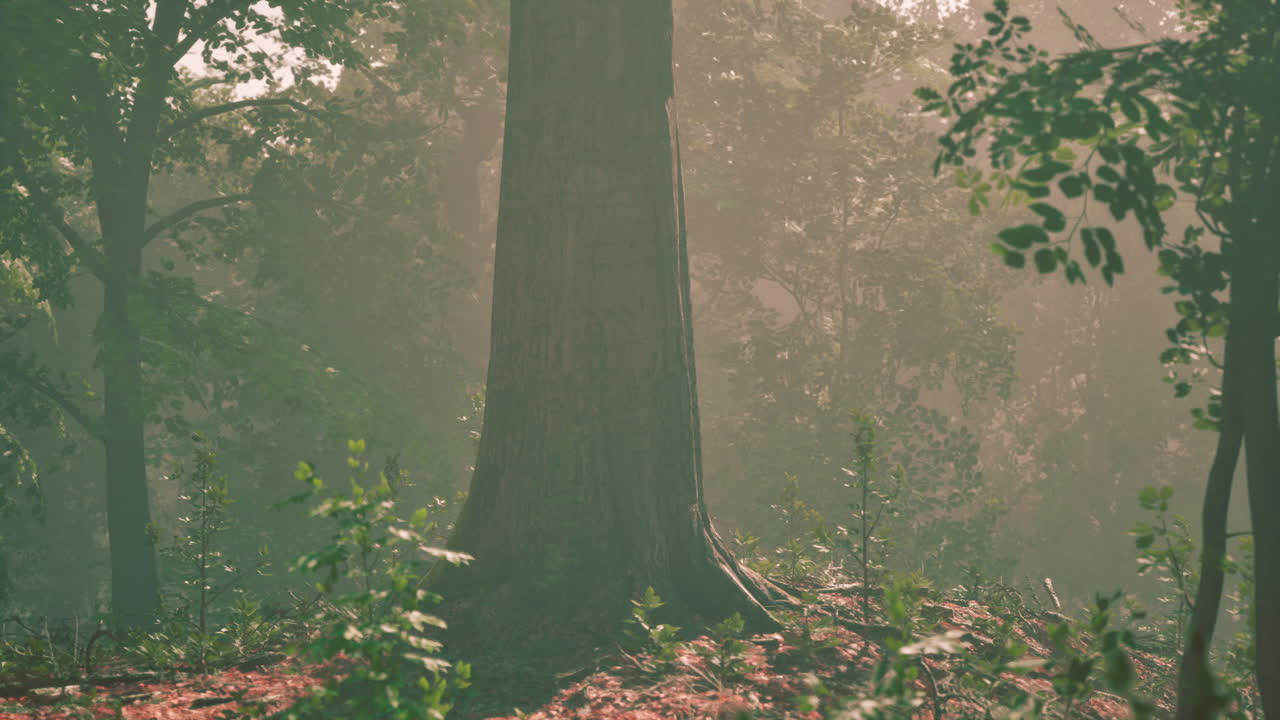 빛이 잎을 고 있는 안개 숲에서 높은 곳에 서 있는 단 하나의 나무