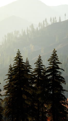 a view of a foggy forest in the mountains