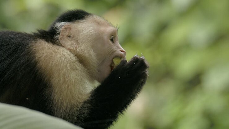 Cute White faced capuchin monkey relishes feasting on fresh forest fruit SLOW MOTION